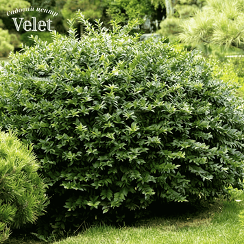 Бирючина обыкновенная / Ligustrum vulgare &lsquo;Lodense&rsquo; С2