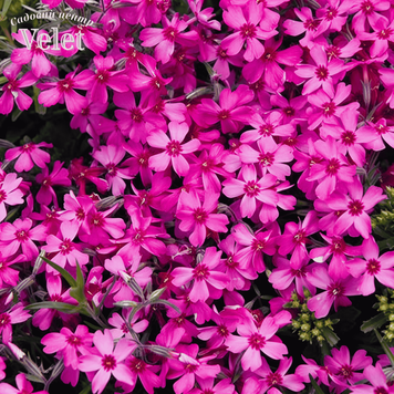 Флокс шилоподібний малиновий(Phlox subulata) Р9 V10096 фото