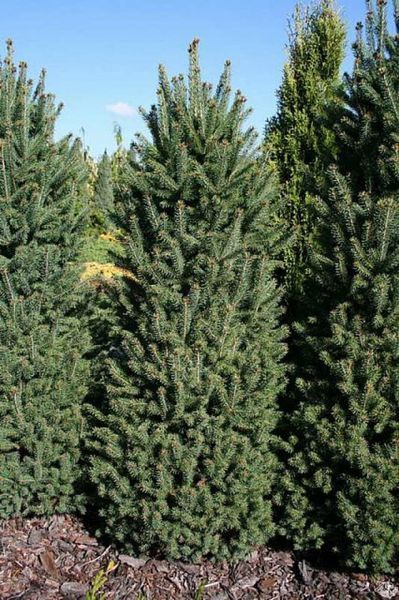 Ель канадская Синдерелла. (Picea glauca Cinderella) С7,5 CS2111 фото