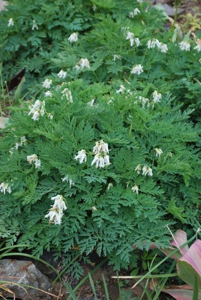 Дицентра виняткова біла. (Dicentra eximia alba)