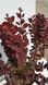 Барбарис тунберга Саммер Чоколет. (Berberis thunbergii Summer Chocolate) Р9 CS2514 фото 2