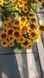 Рубекия гибридная &laquo;Смайлз Биг Чирлидер&raquo;. (Rudbeckia SmileyZ Big Cheerleader) С5 V63487 фото 5