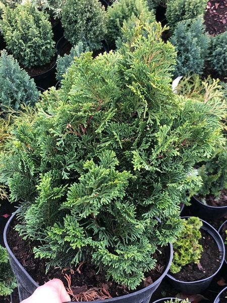 Кіпарисовик тупий Нана Грациліс. (Chamaecyparis obtusa Nana Gracilis) С5 CS2161 фото