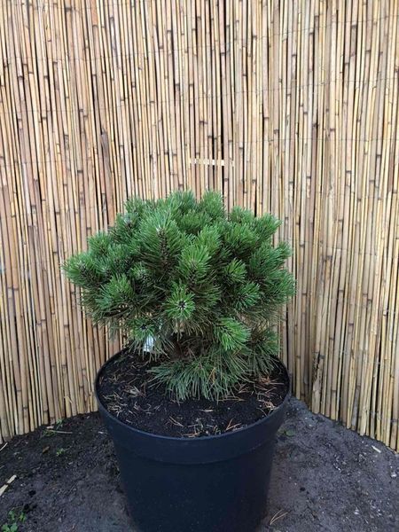 Сосна гірська Офенпас. (Pinus mugo Ofenpass) С10 CS2311 фото