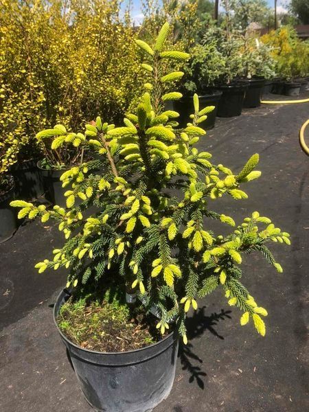 Ель восточная Ауреоспиката. (Picea orientalis Aureospicata) С5 CS2061 фото