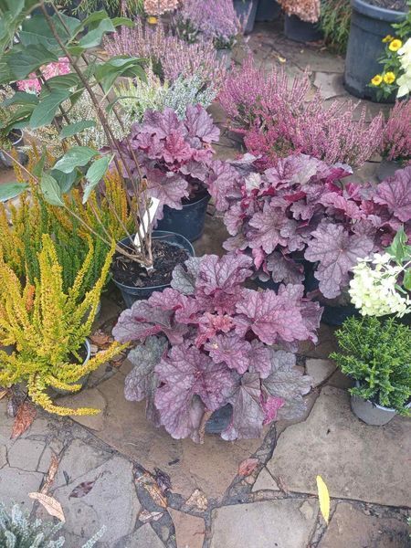 Гейхера Ворлд Кафе Шакерато (Heuchera World Caff&eacute; Shakerato) С3 V58186 фото