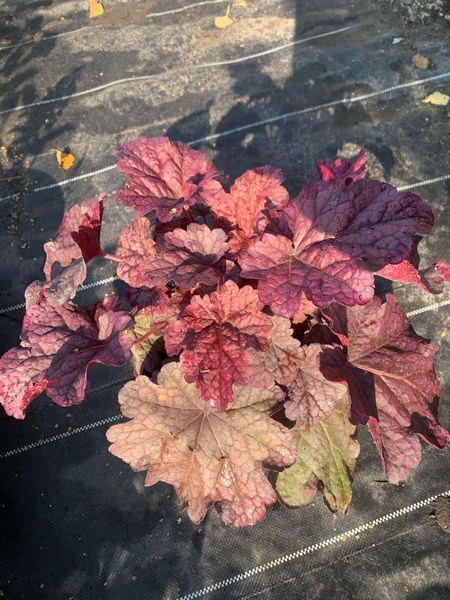 Гейхера Ворлд Кафе Шакерато (Heuchera World Caff&eacute; Shakerato) С3 V58186 фото