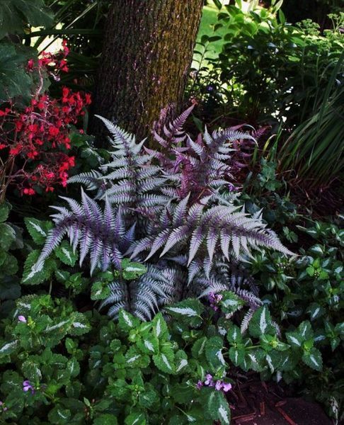 Кочедижник ніппонський Урсулас Ред. (Athyrium niponicum Ursula's Red)