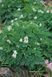 Дицентра виняткова біла. (Dicentra eximia alba) CS1834 фото 2