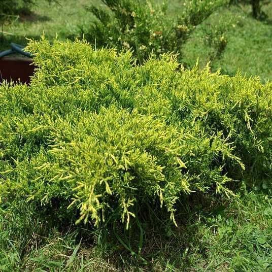 Можжевельник средний &laquo;Олд Голд&raquo; (Juniperus media &bdquo;Old Gold&ldquo;) С3 R2077 фото
