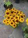 Рубекия гибридная &laquo;Смайлз Биг Чирлидер&raquo;. (Rudbeckia SmileyZ Big Cheerleader) С5 V63487 фото 3
