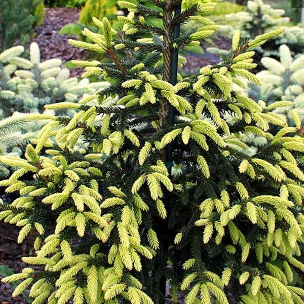 Ель восточная Ауреоспиката. (Picea orientalis Aureospicata) С5 CS2061 фото