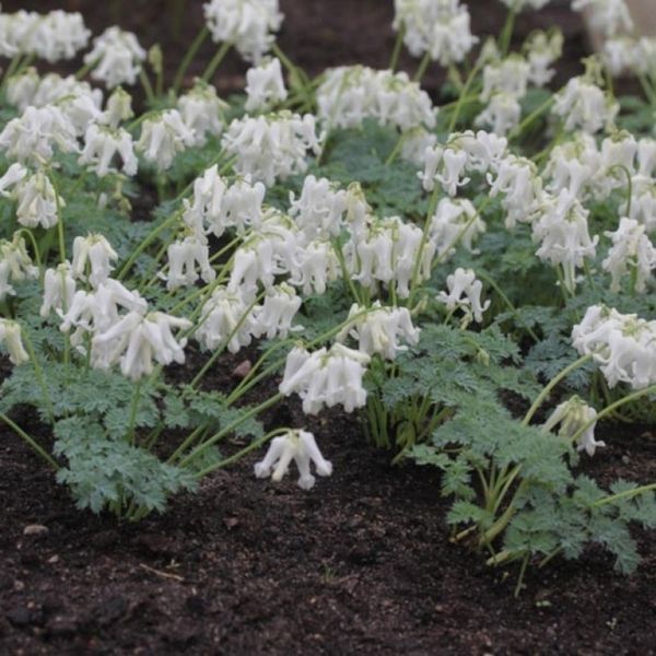 Дицентра виняткова біла. (Dicentra eximia alba)