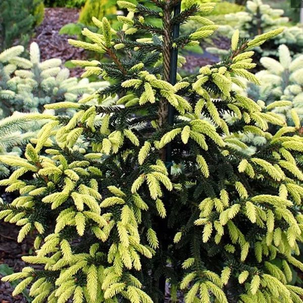 Ель восточная Ауреоспиката. (Picea orientalis Aureospicata) С5 CS2061 фото
