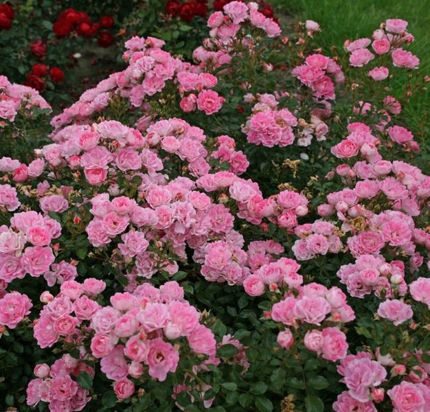 Роза Флирт. (Flirt) Миниатюрная CS0484 фото