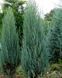 Можжевельник скальный Блю Эрроу. (Juniperus scopulorum Blue Arrow) С3 CS2211 фото 3