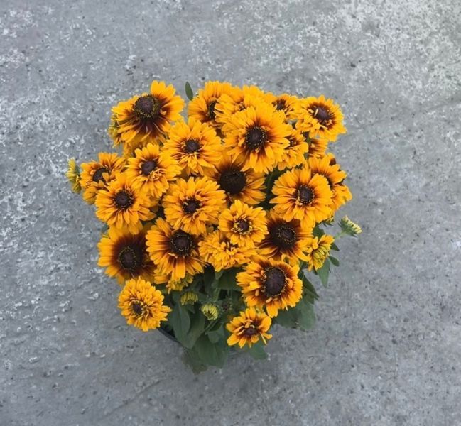 Рубекия гибридная &laquo;Смайлз Биг Чирлидер&raquo;. (Rudbeckia SmileyZ Big Cheerleader) С5 V63487 фото