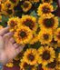 Рубекия гибридная &laquo;Смайлз Биг Чирлидер&raquo;. (Rudbeckia SmileyZ Big Cheerleader) С5 V63487 фото 1