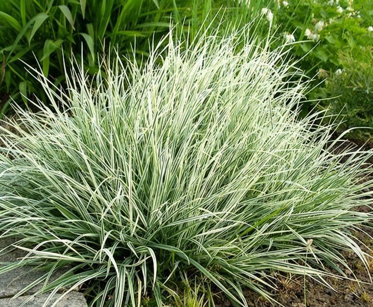 Райграс цибульковий варієгатний (Arrhenatherum elatius subsp. bulbosum variegatum) Р9 V20217 фото