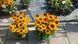Рубекия гибридная &laquo;Смайлз Биг Чирлидер&raquo;. (Rudbeckia SmileyZ Big Cheerleader) С5 V63487 фото 4