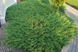 Можжевельник Принц Уэльский. (Juniperus horizontalis Prince of Wales) С3 CS2261 фото 3