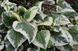 Бруннера Варієгата. (Brunnera macrophylla Variegata) CS1784 фото 3