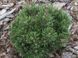 Сосна гірська Офенпас. (Pinus mugo Ofenpass) С10 CS2311 фото 1
