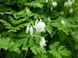 Дицентра виняткова біла. (Dicentra eximia alba) CS1834 фото 5