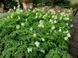 Дицентра виняткова біла. (Dicentra eximia alba) CS1834 фото 4