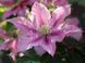 Клематис Розамунда. (Clematis Rosamunde) Р9 CS1734 фото 3