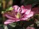 Клематис Розамунда. (Clematis Rosamunde) Р9 CS1734 фото 6