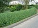 Бирючина звичайна / Ligustrum vulgare &lsquo;Lodense&rsquo; С2 V10024 фото 2