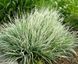 Райграс цибульковий варієгатний (Arrhenatherum elatius subsp. bulbosum variegatum) Р9 V20217 фото 2