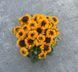 Рубекия гибридная &laquo;Смайлз Биг Чирлидер&raquo;. (Rudbeckia SmileyZ Big Cheerleader) С5 V63487 фото 2