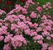 Роза Флирт. (Flirt) Миниатюрная CS0484 фото 6