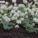 Дицентра виняткова біла. (Dicentra eximia alba) CS1834 фото 3