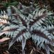 Кочедижник ніппонський Урсулас Ред. (Athyrium niponicum Ursula's Red) CS1884 фото 1