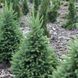 Ель канадская Синдерелла. (Picea glauca Cinderella) С7,5 CS2111 фото 1