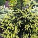 Ель восточная Ауреоспиката. (Picea orientalis Aureospicata) С5 CS2061 фото 4