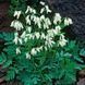 Дицентра виняткова біла. (Dicentra eximia alba) CS1834 фото 1