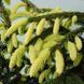Ель восточная Ауреоспиката. (Picea orientalis Aureospicata) С5 CS2061 фото 1