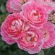 Роза Флирт. (Flirt) Миниатюрная CS0484 фото 2