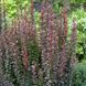 Барбарис тунберга Саммер Чоколет. (Berberis thunbergii Summer Chocolate) Р9 CS2514 фото 3