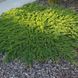 Можжевельник Принц Уэльский. (Juniperus horizontalis Prince of Wales) С3 CS2261 фото 1