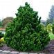 Кіпарисовик тупий Нана Грациліс. (Chamaecyparis obtusa Nana Gracilis) С5 CS2161 фото 1
