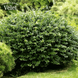 Бирючина звичайна / Ligustrum vulgare &lsquo;Lodense&rsquo; С2 V10024 фото 1