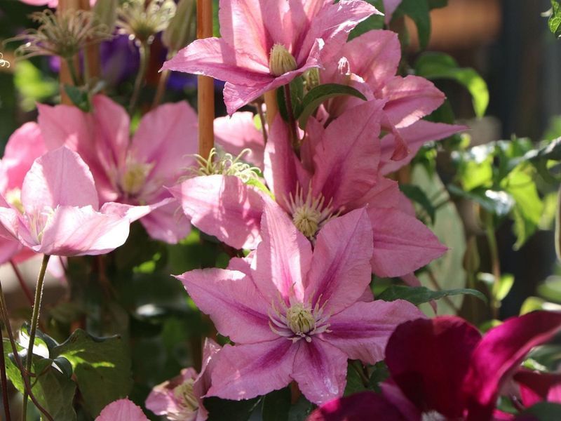 Клематис Розамунда. (Clematis Rosamunde) Р9