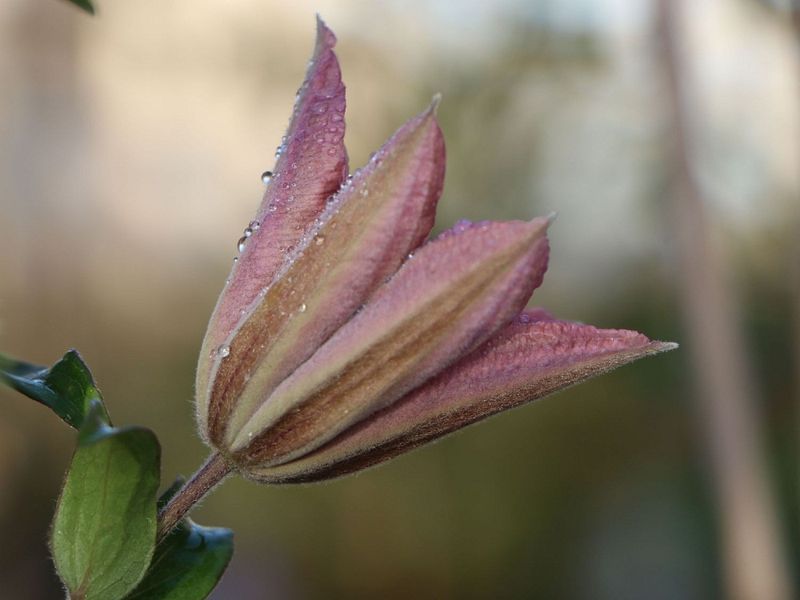 Клематис Розамунда. (Clematis Rosamunde) Р9