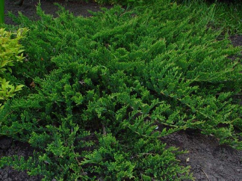 Можжевельник Принц Уэльский. (Juniperus horizontalis Prince of Wales) С3 CS2261 фото