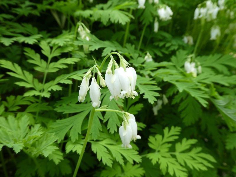 Дицентра виняткова біла. (Dicentra eximia alba)